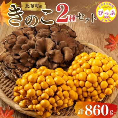 きのこ2種セット 計860g ジャンボまいたけ 500g なめこ 180g×2【遠藤農産】