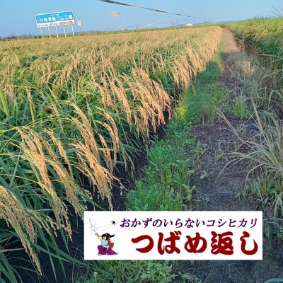【8年産新米先行予約】おかずのいらないコシヒカリ「つばめ返し」白米10kg(5kg×2袋)