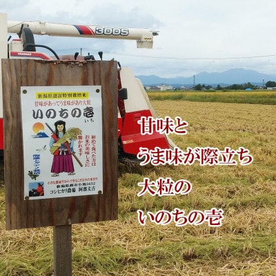 【7年産新米先行予約】大粒で甘味とうま味が際立つ「いのちの壱」精米5kg
