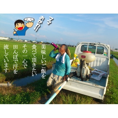 【8年産新米先行予約 】おかずのいらないコシヒカリ「つばめ返し」玄米 20kg