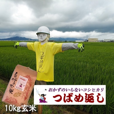 【8年産新米 先行予約】おかずのいらないコシヒカリ「つばめ返し」玄米 10kg