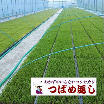 【8年産新米 先行予約】おかずのいらないコシヒカリ「つばめ返し」白米2kg