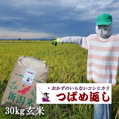 【8年産新米 先行予約】おかずのいらないコシヒカリ「つばめ返し」玄米 30kg 未検査米