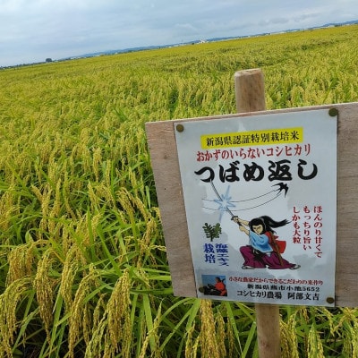 【8年産新米 先行予約】おかずのいらないコシヒカリ「つばめ返し」玄米 30kg 未検査米