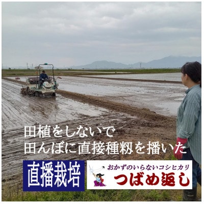 【8年新米】酒かす&直播栽培おかずのいらないコシヒカリ「つばめ返し」白米5kg　新潟県燕市