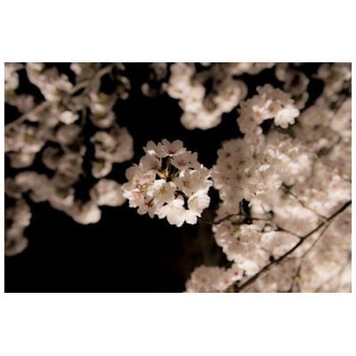 朧月夜の夜桜を七 ～メイド・イン・ツバメ さくら ぐい呑み 7点セット～