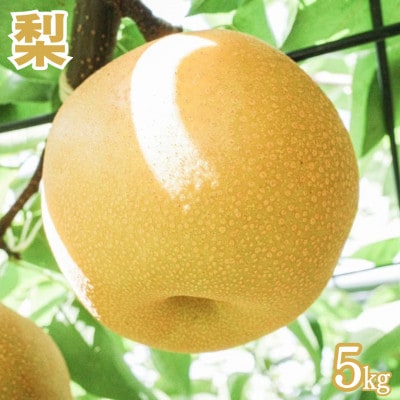 【千葉県産】新井梨園の美味しい梨 品種おまかせ【5kg】(4～16玉)