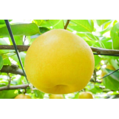 【千葉県産】新井梨園の美味しい梨 品種おまかせ【5kg】(4～16玉)