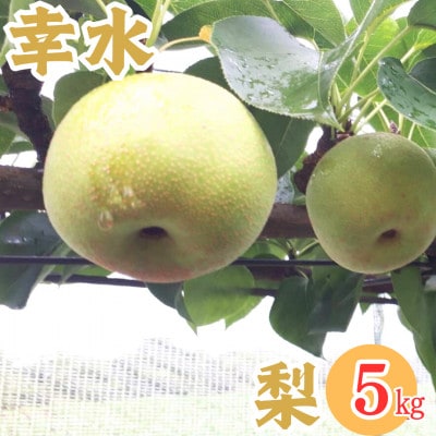 【先行受付】梨「幸水」約5kg(9～14玉) 千葉県八街市から直送!
