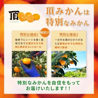 三代目がつくる高品質【頂みかん】3kg