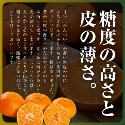 【愛媛限定】驚きの甘さ!幻の柑橘《甘平》2kg(M～3L玉混合)【D31-55】