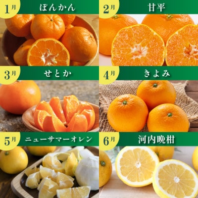 【発送月固定定期便】みかんのある暮らし全12回【H31-33】