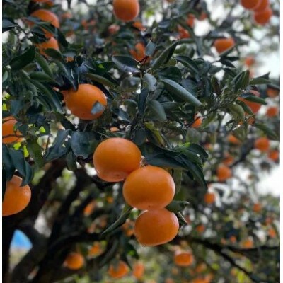【発送月固定定期便】美味しいみかん柑橘のある暮らし【みかん・まどんな・せとか】【G31-43】全3回