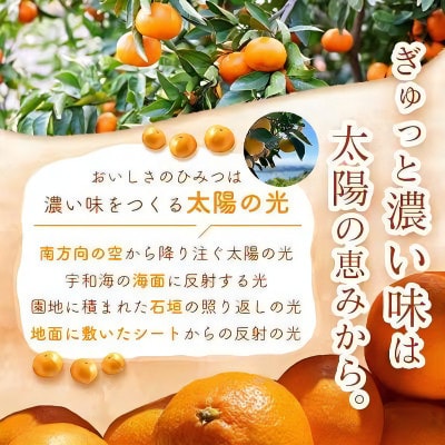 【発送月固定定期便】【定期便3か月】頂みかん2.5kg【E31-57】全3回