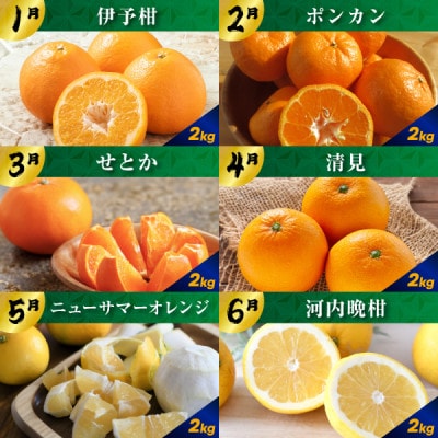 【発送月固定定期便】毎月届く!みかんのカレンダー便　～12ヶ月の旬を旅する～【H31-62】全12回