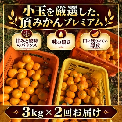 【発送月固定定期便】頂みかんTHEプレミアム【小玉サイズ】3kg【31-73】全2回