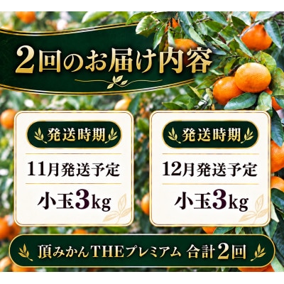 【発送月固定定期便】頂みかんTHEプレミアム【小玉サイズ】3kg【31-73】全2回