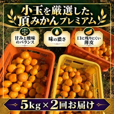 【発送月固定定期便】頂みかんTHEプレミアム【小玉サイズ】5kg【31-72】全2回