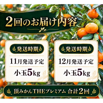 【発送月固定定期便】頂みかんTHEプレミアム【小玉サイズ】5kg【31-72】全2回
