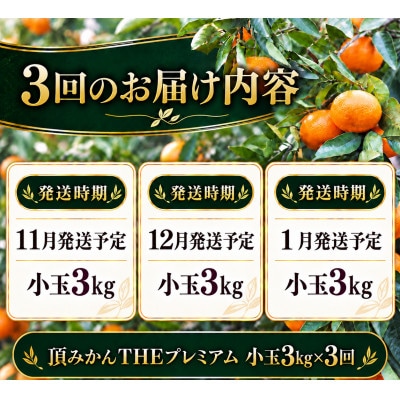 【発送月固定定期便】頂みかんTHEプレミアム 小玉3kg【31-70】全3回