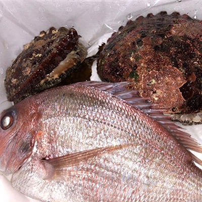 八幡浜発!竹中水産の「アワビ三昧、中サイズ」600g(鯛もしくはアジとセット)【H22-213】