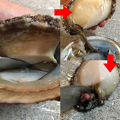 八幡浜発!竹中水産の「アワビ三昧大サイズ」400g(鯛もしくはアジとセット)【F22-214】