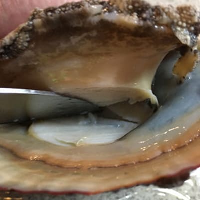 八幡浜発!竹中水産の「アワビ三昧、中サイズ」400g(鯛もしくはアジとセット)【F22-215】