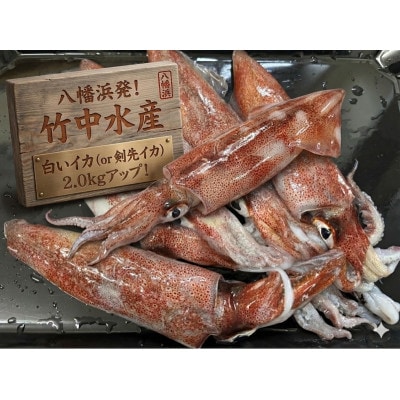 【冷凍便】八幡浜発!「白イカ(剣先イカ)」ドカーンと2kg!【F22-210】