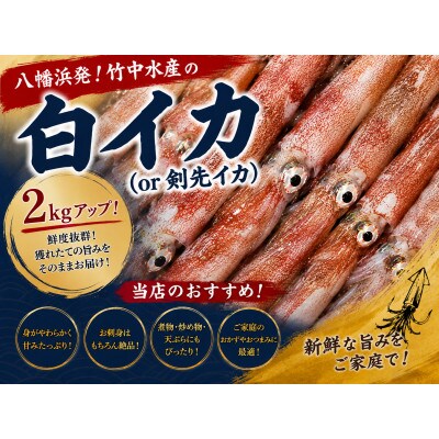【冷凍便】八幡浜発!「白イカ(剣先イカ)」ドカーンと2kg up!【F22-210】