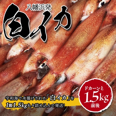 【冷凍便】八幡浜発!「白イカ(剣先イカ)」ドカーンと1.5kg!【D22-217】