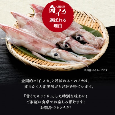 【冷凍便】八幡浜発!「白イカ(剣先イカ)」ドカーンと1.5kg!【D22-217】