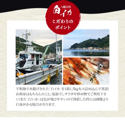 【冷凍便】八幡浜発!「白イカ(剣先イカ)」ドカーンと1.5kg!【D22-217】