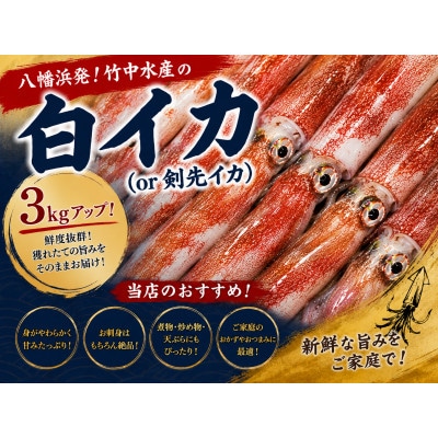 【冷凍便】八幡浜発!「白イカ(剣先イカ)」3.0kg up!【H22-209】