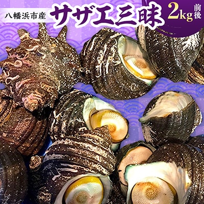 竹中水産の八幡浜発!「サザエ三昧」2kg前後【D22-117】
