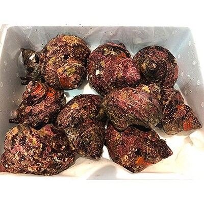 竹中水産の八幡浜発!「サザエ三昧」2kg前後【D22-117】