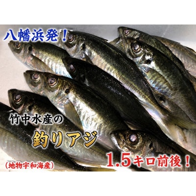 竹中水産の一本釣り真鯵!1.5キロ前後【D22-239】