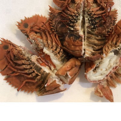 竹中水産の珍重される海老「うちわ海老」1.5キログラム前後!【H22-254】