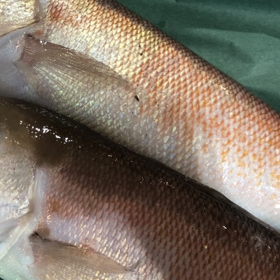 竹中水産の「甘鯛(赤又は白)1.5キロ前後」【H22-261】