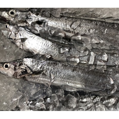 竹中水産の「釣の太刀魚」　約2キロ!【F22-264】