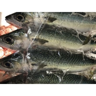 竹中水産の「鯖の天日干し」脂のある大き目を5～6匹ご用意!【C22-265】