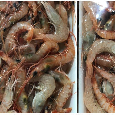 竹中水産の地海老(八幡浜産)2キロ!【F22-267】