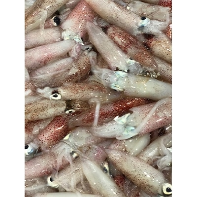 竹中水産のバラスルメ2kg(小小サイズ)【D22-223】