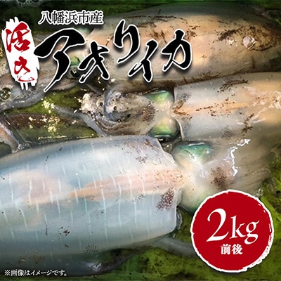 竹中水産のアオリイカ2kg前後!(±100g)【H22-273】