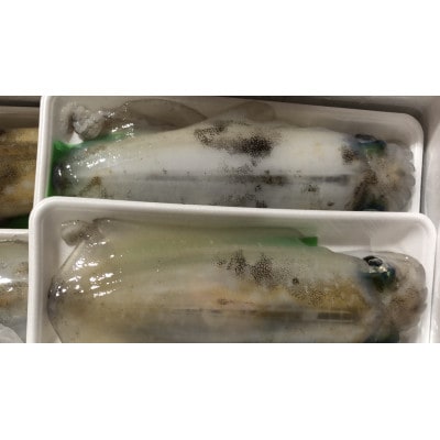 竹中水産のアオリイカ2kg前後!(±100g)【H22-273】