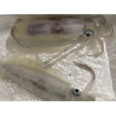 竹中水産のアオリイカ2kg前後!(±100g)【H22-273】