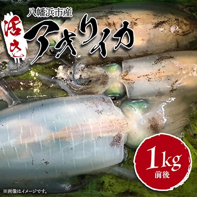 竹中水産のアオリイカ1kg前後!(±100g)【D22-274】