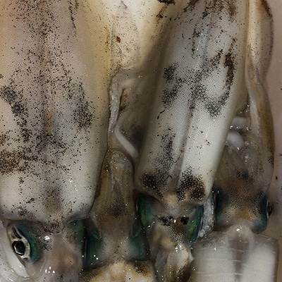 竹中水産のアオリイカ1kg前後!(±100g)【D22-274】