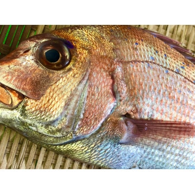 竹中水産の八幡浜発!「天然真鯛〔下処理済)を味わうセット1～2枚」【D22-276】
