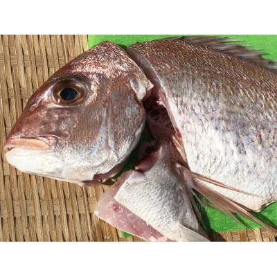 竹中水産の八幡浜発!「天然真鯛〔下処理済)を味わうセット1～2枚」【D22-276】