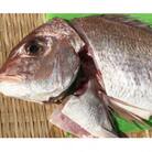 竹中水産の八幡浜発!「天然真鯛(下処理済み)を味わうセット」【C22-275】